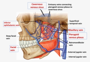 Enumerate The Tributaries Of Pterygoid Venous Plexus - Pterygoid Venous Plexus