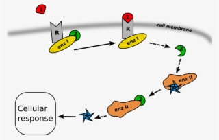 Second Messenger Pathway