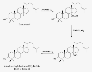 Lanosterol Demethylation Pathway