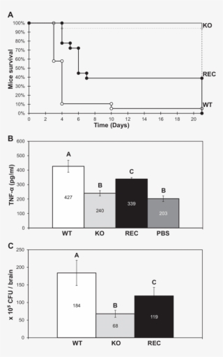 Effects Of On Dba