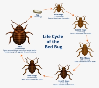 Bed Bug Lifecycle