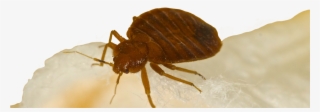 Bed Bugs Bed Bug Treatment Hotel Motel Apartment Exterminator