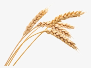 harvested wheat png image
