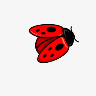 Coccinella Septempunctata Free Ladybird