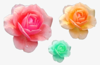 Various Flower Png Files Pink Yelloow Green Roses Png