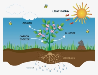 Image Of Photosynthesis