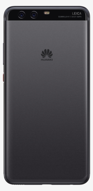 San Black Back Lag