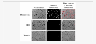 Selo Do Not Induce Cell Apoptosis