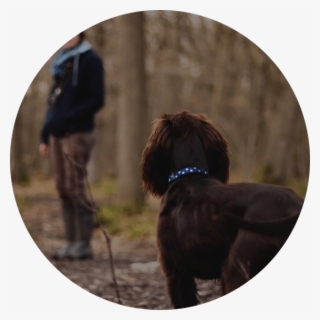Dog Walking