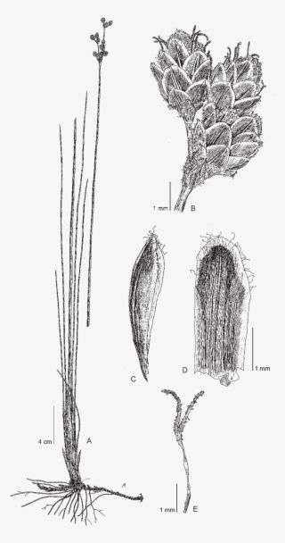 Nemum Raynalii