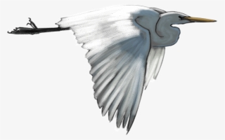 White-heron