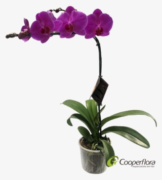 Vaso Orquidea Phalaenopsis