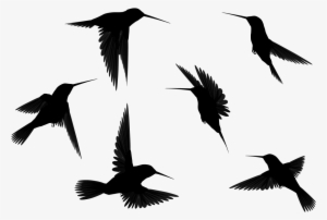Bird In Flight Silhouette Hd Desktop Wallpaper, Instagram - Birds Silhouette