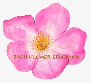 Flower Essence Classes And Training - Virginia Rose