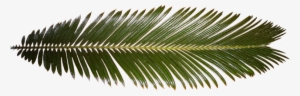 palm leaf - palm tree leaf texture