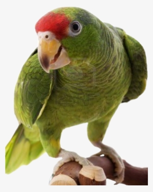 Download All Parrots Png Images And Transparent's To - Amazon Parrot Png