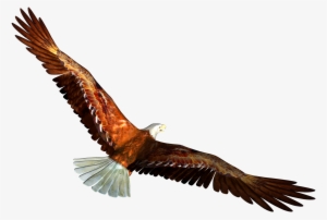 Soaring Eagle Png Clipart - Eagle Flying Transparent Background