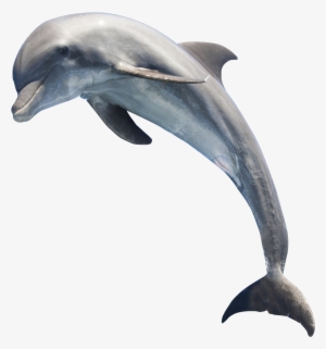 Dolphin Png Image - Dolphin Png