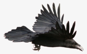 Crow Png Image