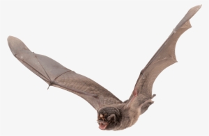 Bat Large Wings Png - Flying Bat Transparent Background
