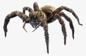 Jumping Spider Png Image - Eight Legged Freaks Spiders