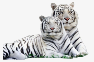 White Tiger Png - White Tiger Png Png