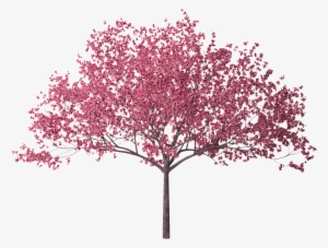 Go To Image - Pink Flowering Tree Png