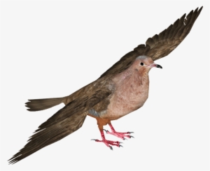 Socorro Dove - Pigeons And Doves