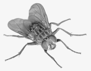 Fly Transparent