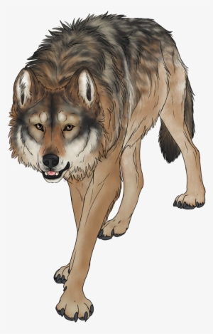 Wondering Wolf - Coyote