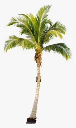 Palm Tree Png, Palm Trees, Tree Psd, Painting Trees, - Palm Tree Transparent Png