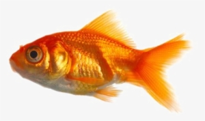 Goldfish Png Transparent Image - Real Fish Png