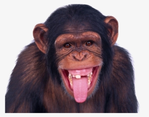 Funny Png Images - Monkey Png