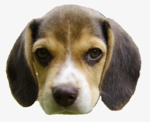 Beagle Puppy's Head - Dog Head Png