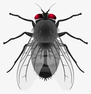 Fly Png Clip Art