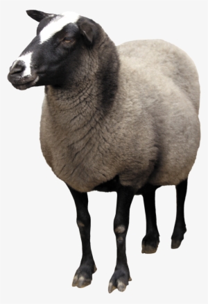 Pin By Transparent Png Images On Animal Png - Sheep Png