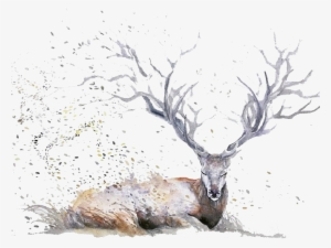 Png Deer Antlers - Expressive Watercolor Animal Paintings