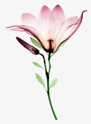 Blooming Watercolor Flower Transparent - Lily
