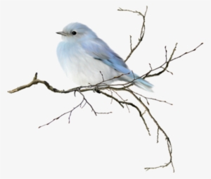 Bluejay Drawing Watercolor