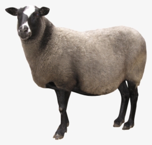 Sheep Png Image - Sheep Png