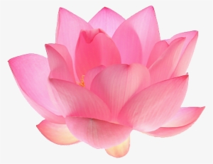 Report Abuse - Aesthetic Pink Flower Png