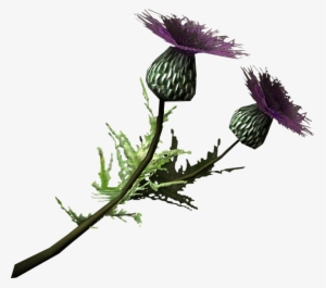 Thistle Branch - Thistle Png