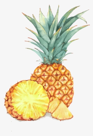 Watercolor Painting Illustration A Transprent Png Free - Pineapple Vector Illustration