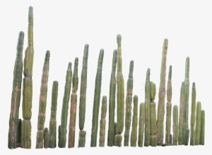 Cactus Plants Png - Cactus Png