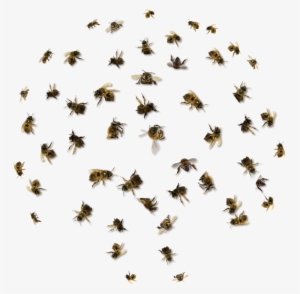 Removal Orange County California - Swarm Of Bees Png