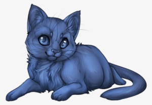 Cat Kitten - Kitten