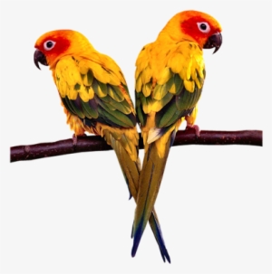 Conure Parrots - Parrot Stands Acrylic Bird Cage Stands Stands Bird