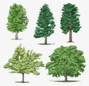 5 Different Trees Png - Cartoon Trees Png