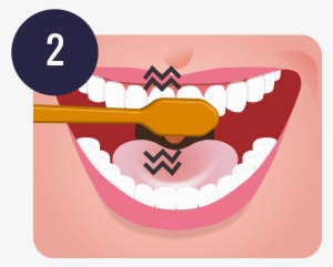 Brush Teeth Png Clip Freeuse Download - Brush Your Teeth Png