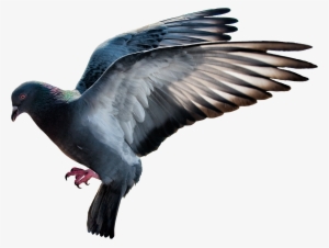 Pigeon Png Image